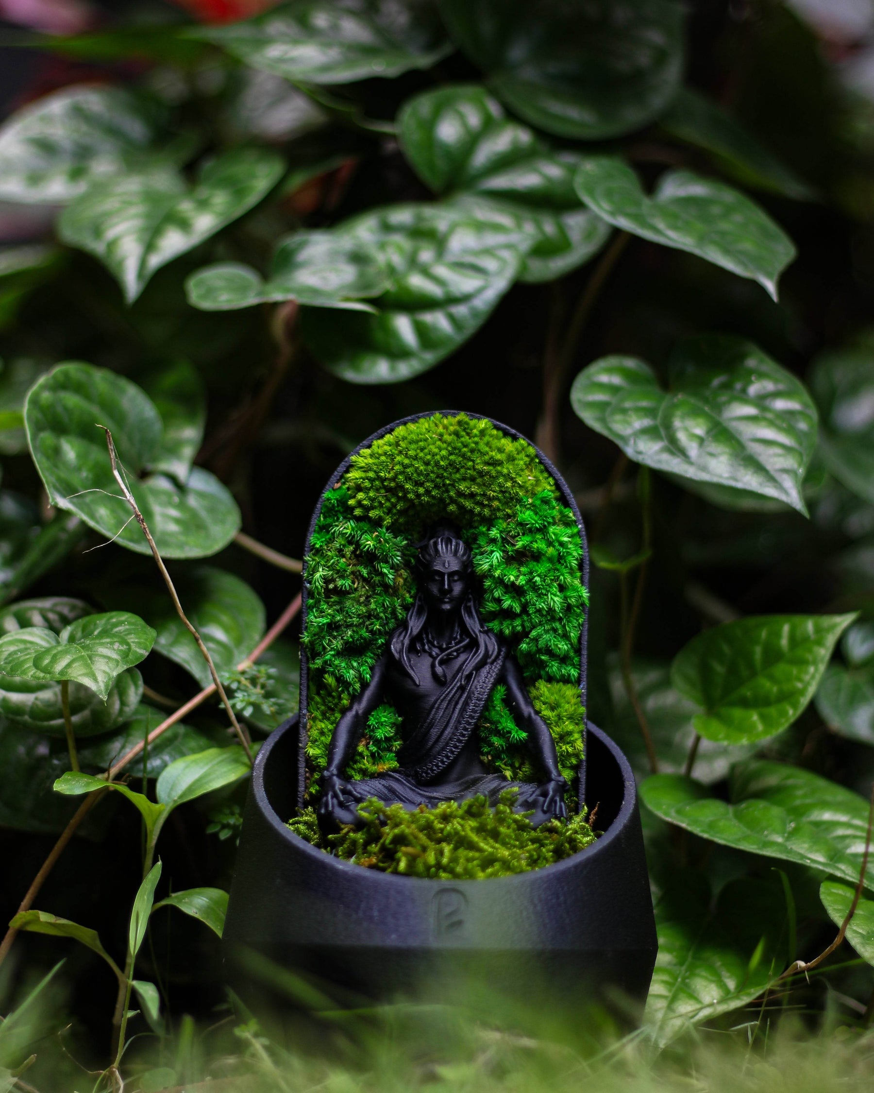 Shiva’s Dome terrarium