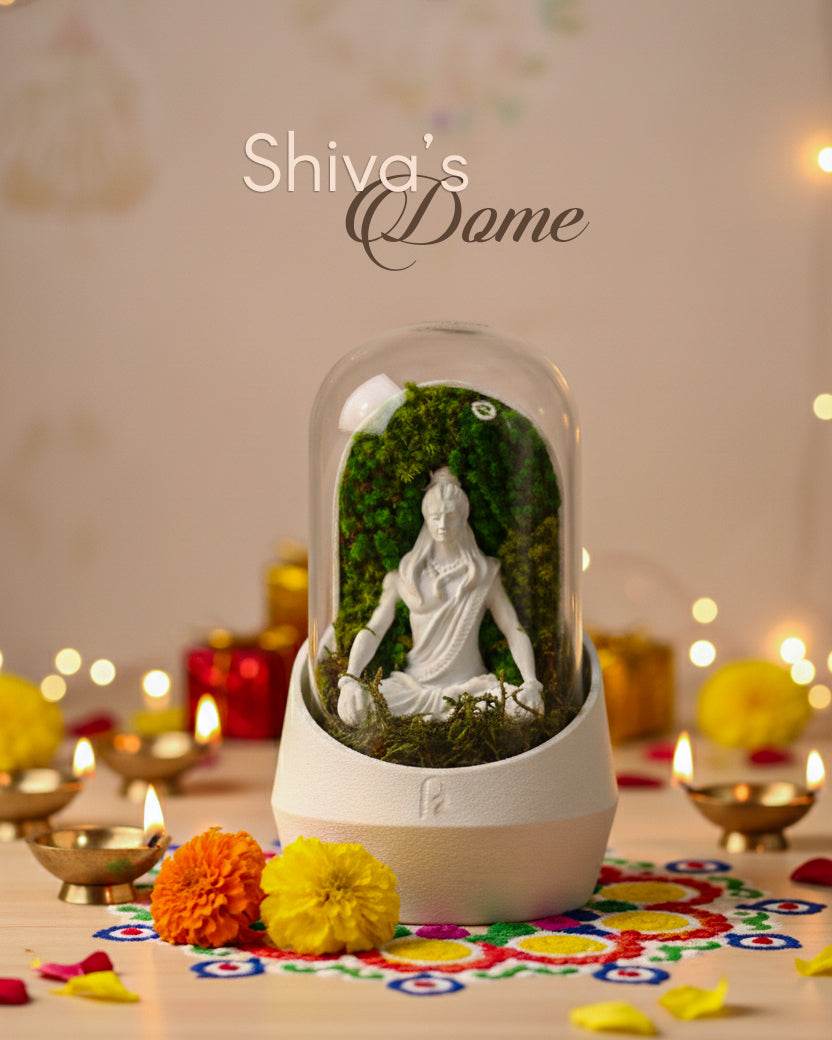 Shiva’s Dome terrarium