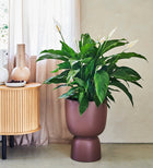 Grote lepelplant (Spathiphyllum) – 90–100 cm