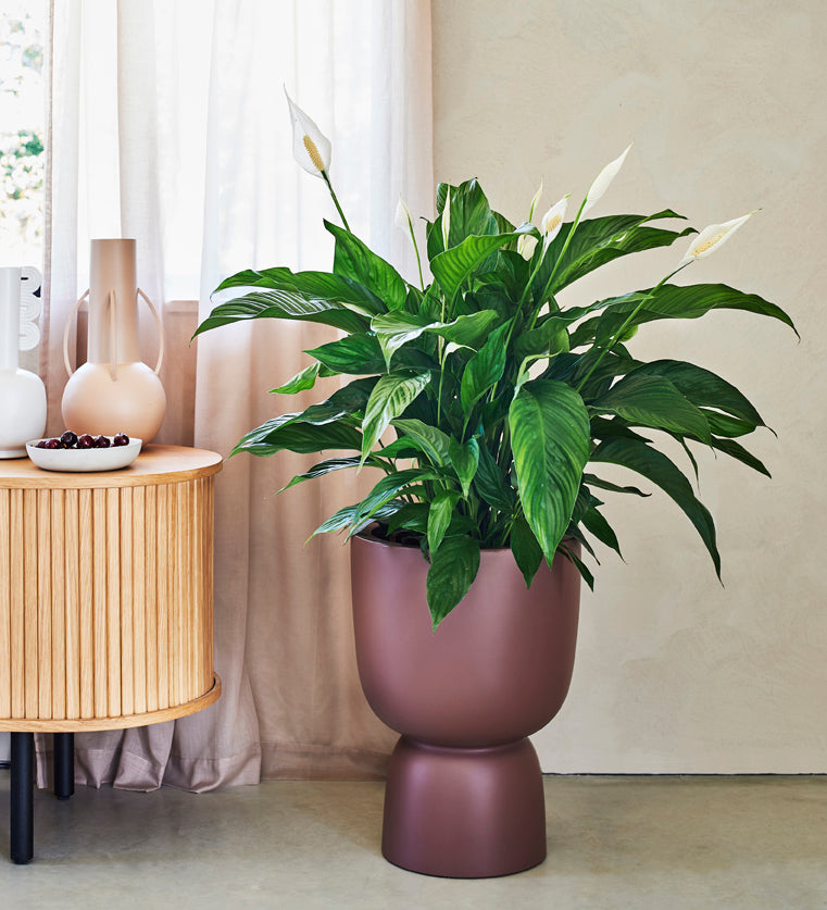 Grote lepelplant (Spathiphyllum) – 90–100 cm