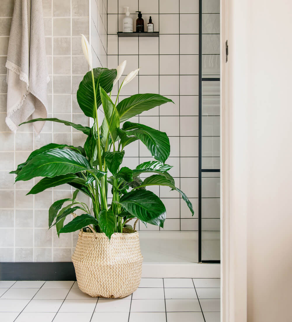 Grote lepelplant (Spathiphyllum) – 90–100 cm