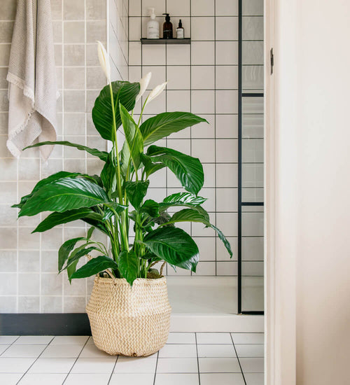 Grote lepelplant (Spathiphyllum) – 90–100 cm