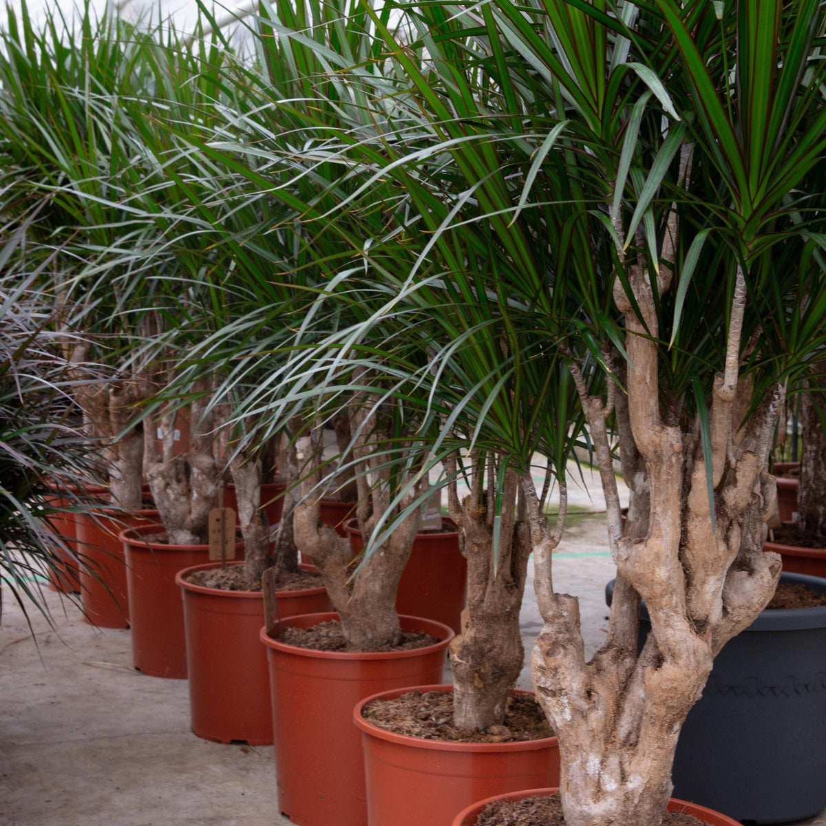 Dracaena Marginata vertakt – 130 cm