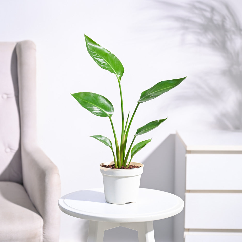 Paradijsvogelplant (Strelitzia Nicolai)