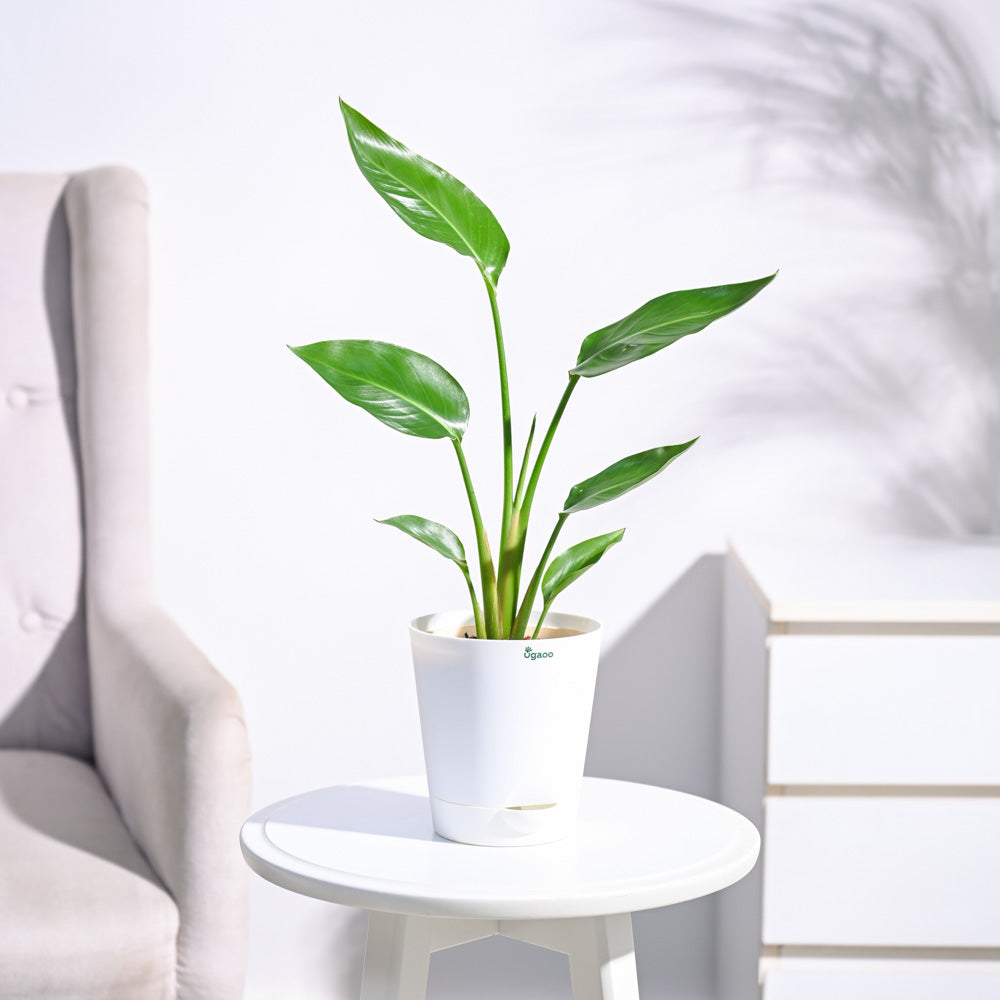 Paradijsvogelplant (Strelitzia Nicolai)