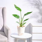 Paradijsvogelplant (Strelitzia Nicolai)