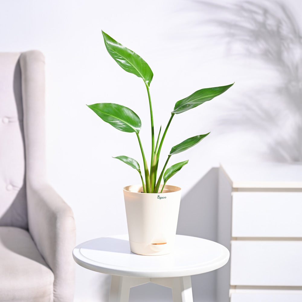 Paradijsvogelplant (Strelitzia Nicolai)