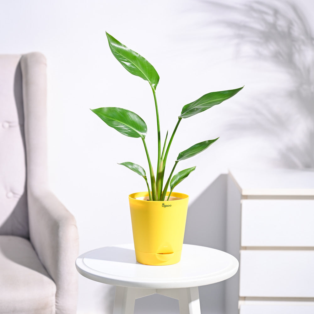 Paradijsvogelplant (Strelitzia Nicolai)