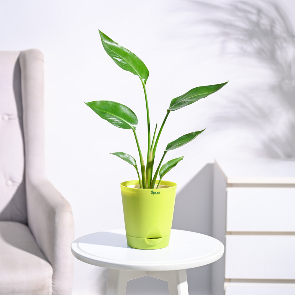Paradijsvogelplant (Strelitzia Nicolai)