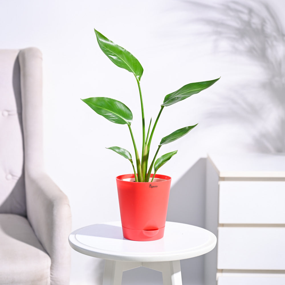 Paradijsvogelplant (Strelitzia Nicolai)