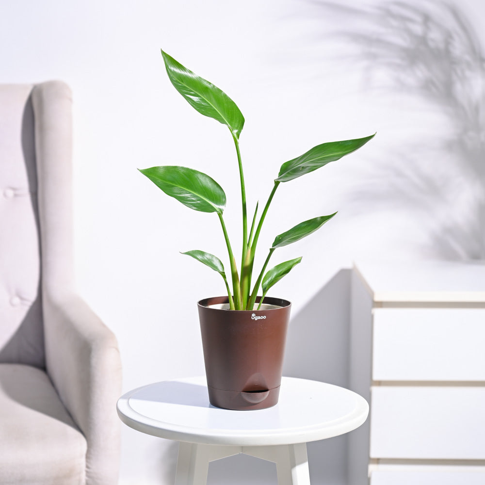 Paradijsvogelplant (Strelitzia Nicolai)
