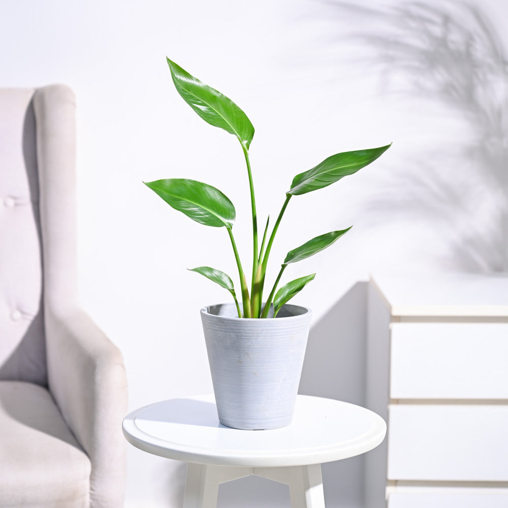 Paradijsvogelplant (Strelitzia Nicolai)