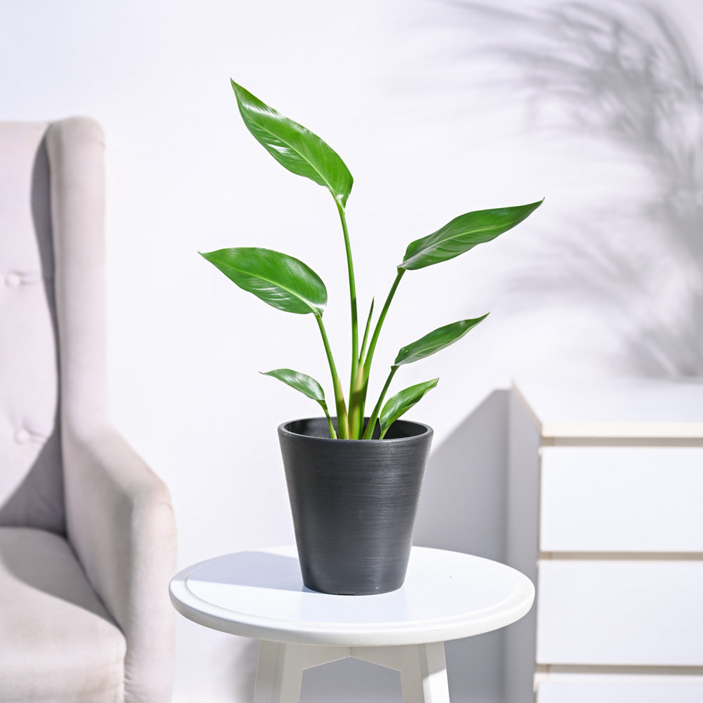 Paradijsvogelplant (Strelitzia Nicolai)