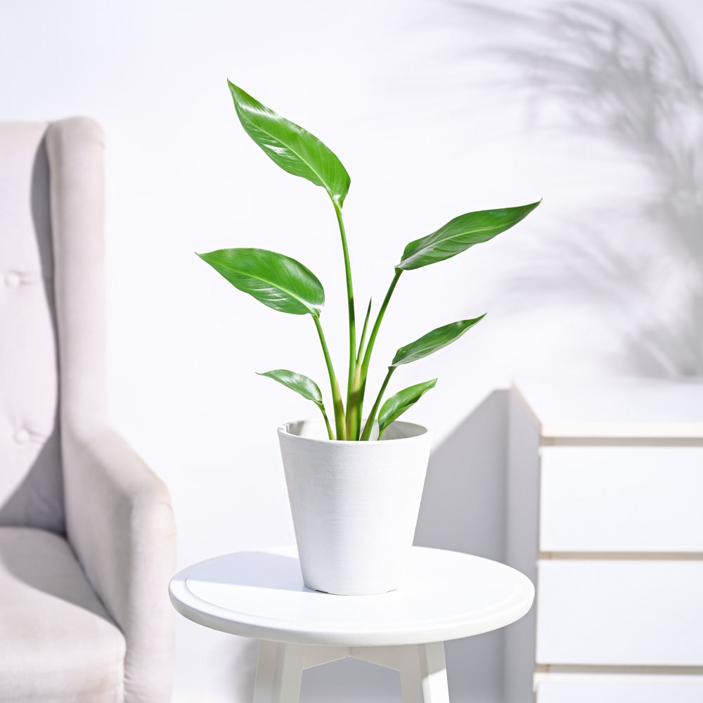 Paradijsvogelplant (Strelitzia Nicolai)