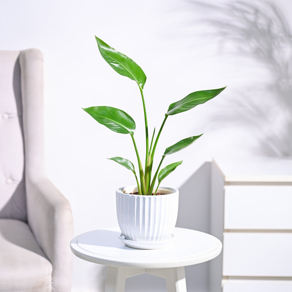 Paradijsvogelplant (Strelitzia Nicolai)