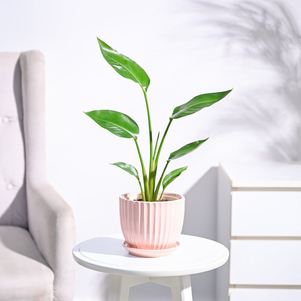 Paradijsvogelplant (Strelitzia Nicolai)