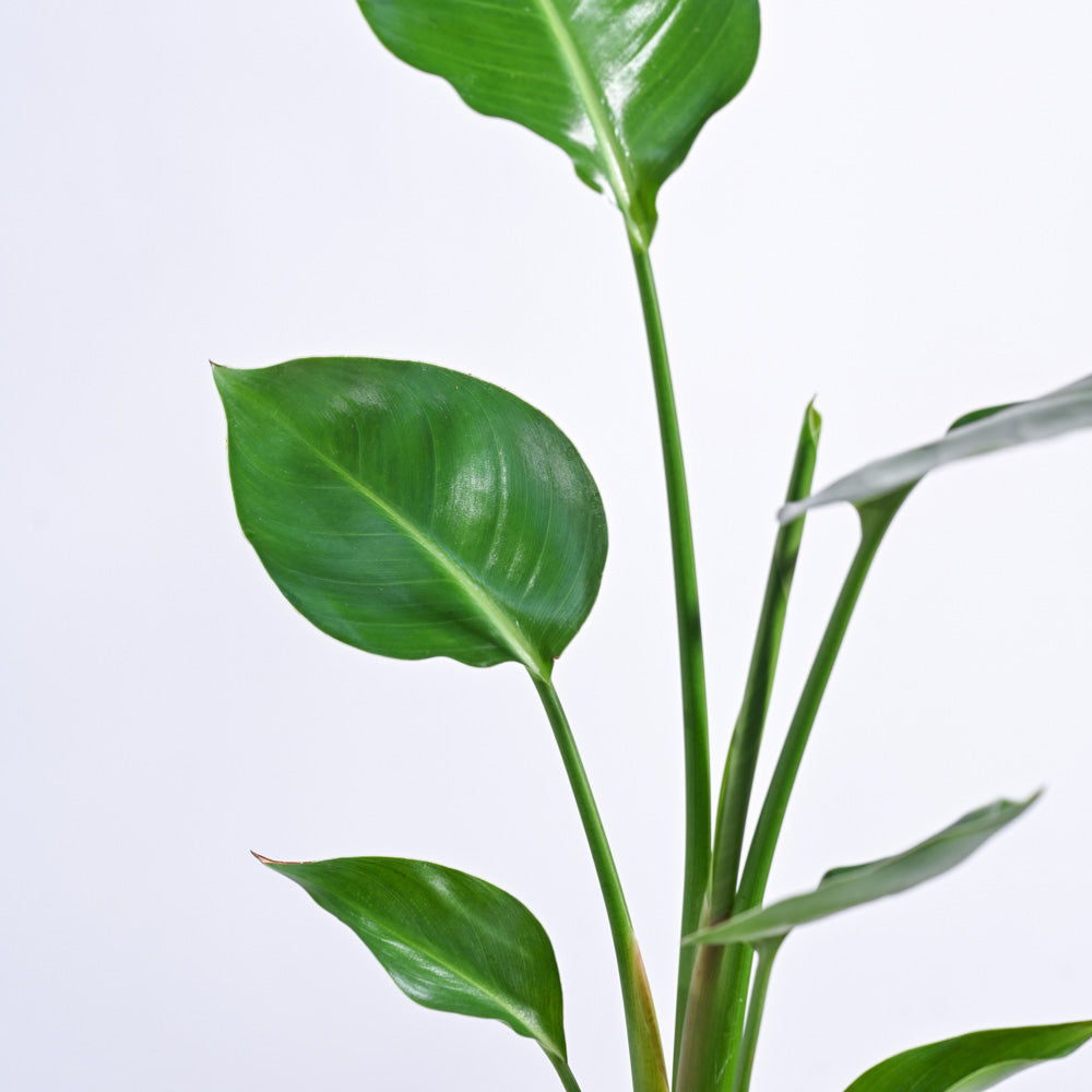 Paradijsvogelplant (Strelitzia Nicolai)