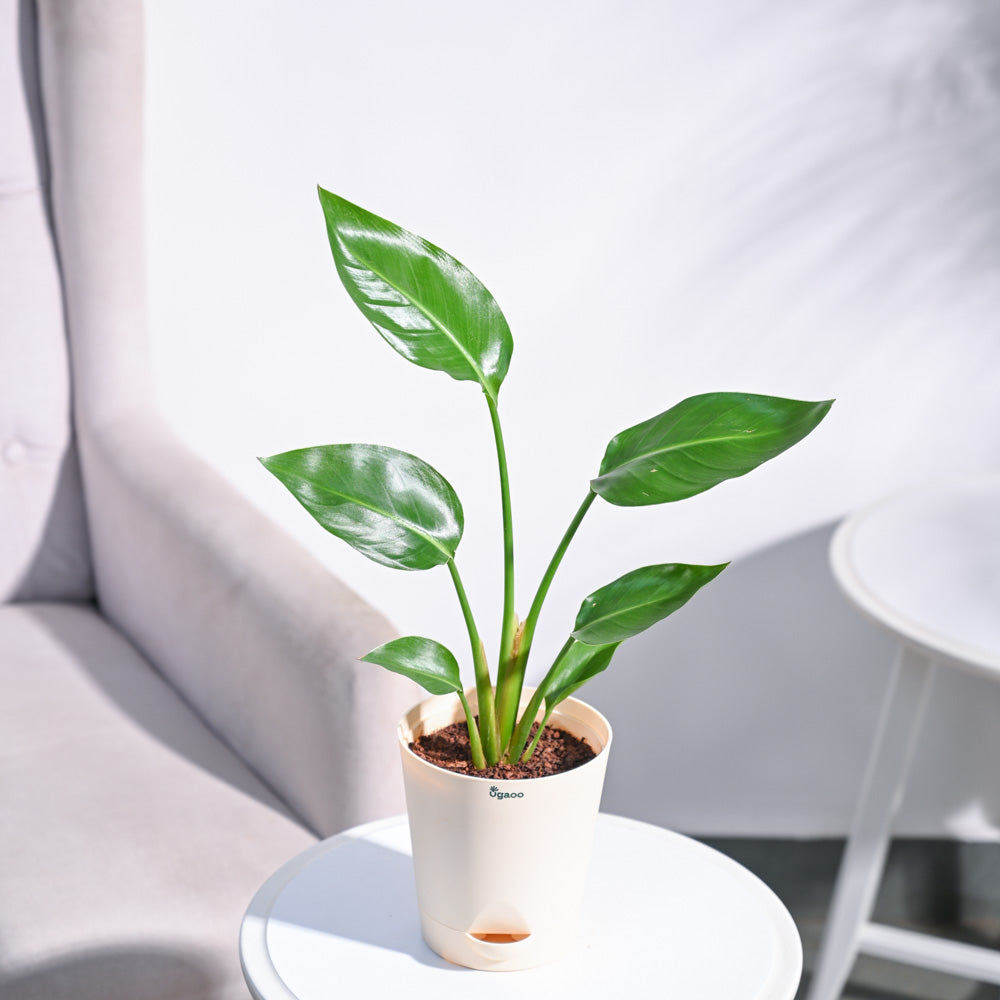 Paradijsvogelplant (Strelitzia Nicolai)