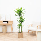 Dracaena Golden Coast – 150 cm