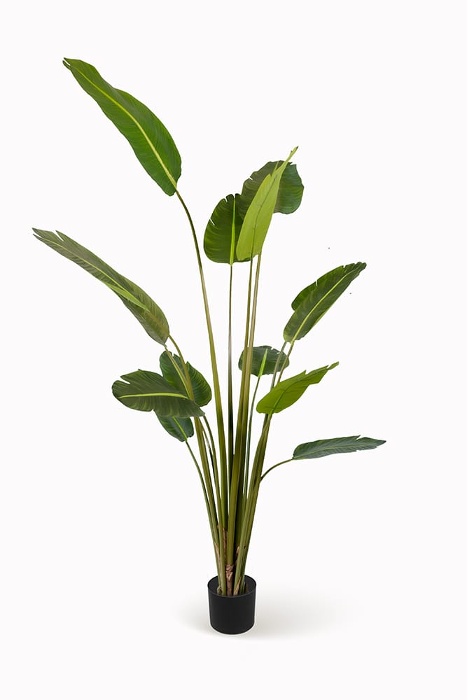 Kunst-Strelitzia