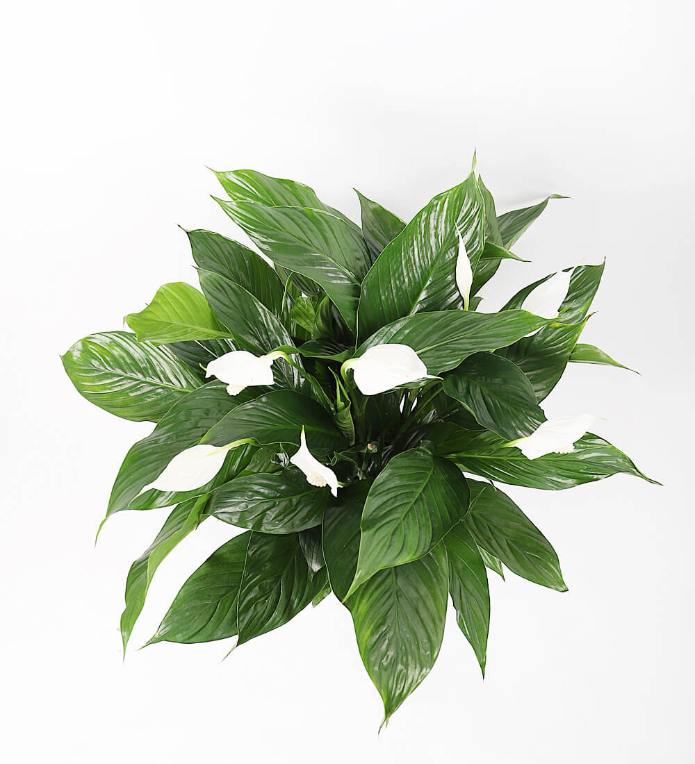 Grote lepelplant (Spathiphyllum) – 90–100 cm