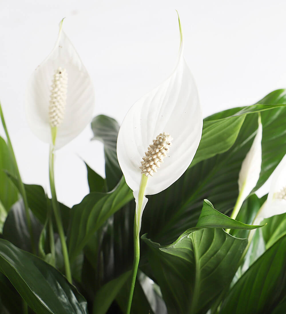 Grote lepelplant (Spathiphyllum) – 90–100 cm