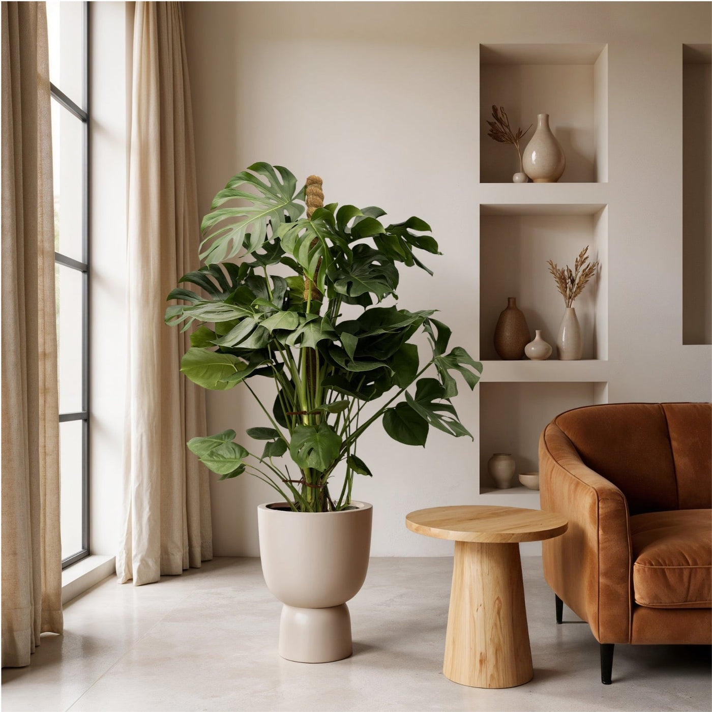 Monstera Deliciosa XXL – 140 cm