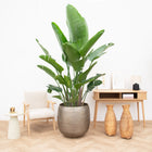 Strelitzia Nicolai De Luxe XXL – 250 cm
