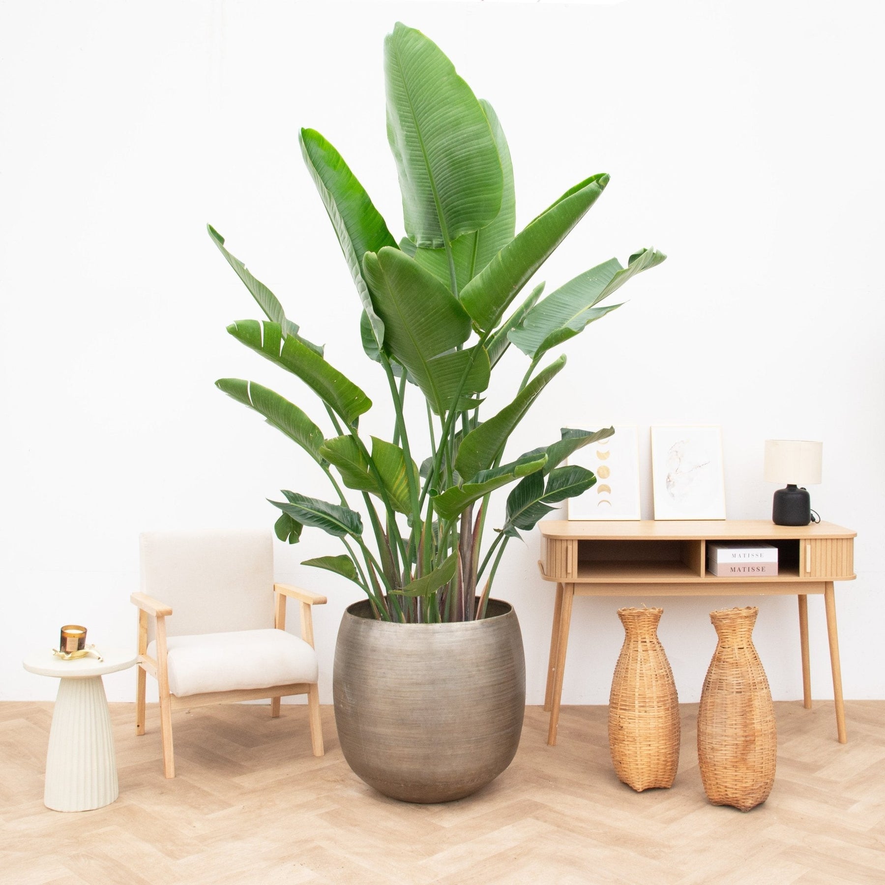 Strelitzia Nicolai De Luxe XXL – 250 cm