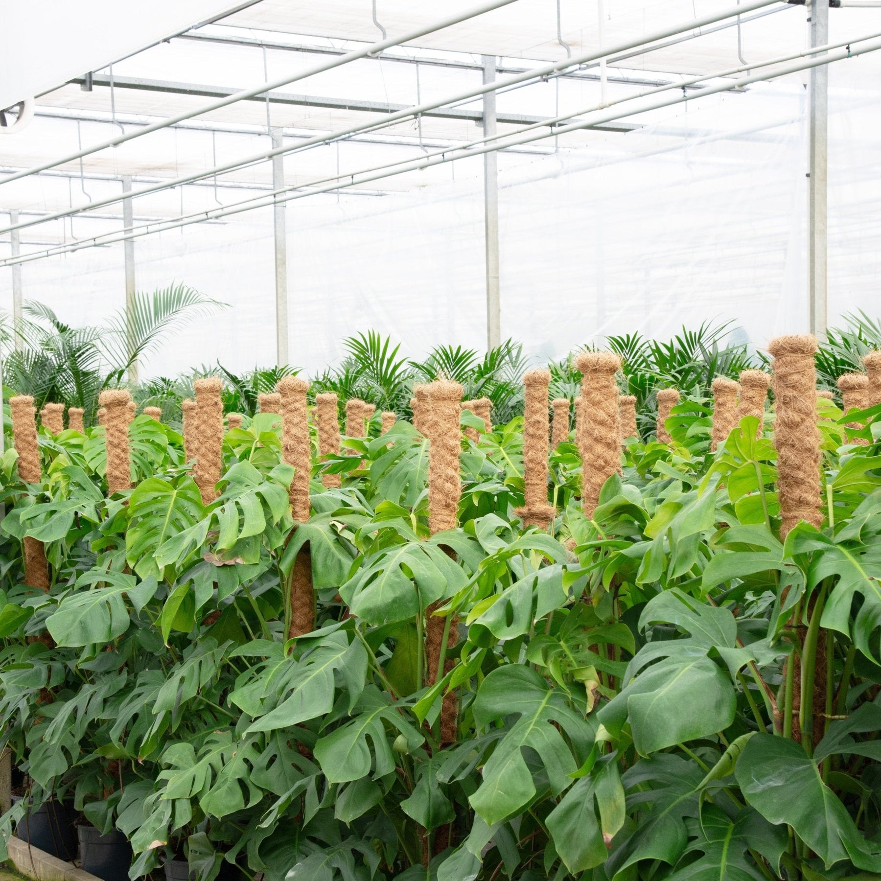 Monstera Deliciosa XXL – 140 cm