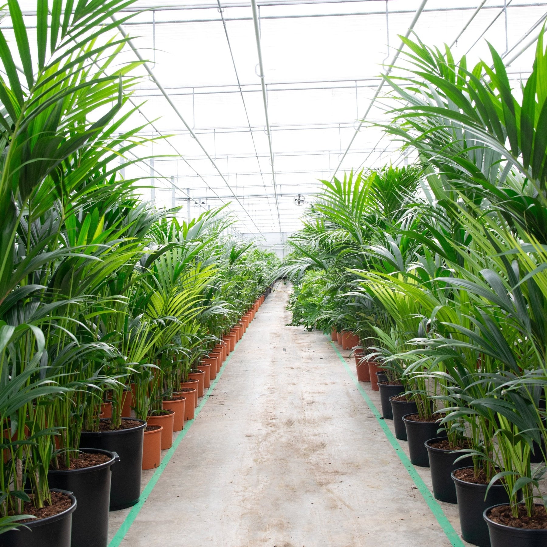 Kentia Palm – 200 cm