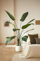Kunst-Strelitzia