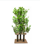 Kattenboom met bladeren – 165 × 60 × 60 cm