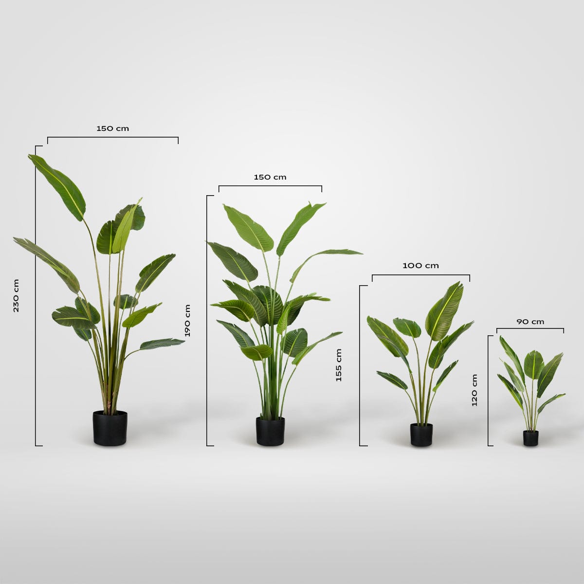 Kunst-Strelitzia