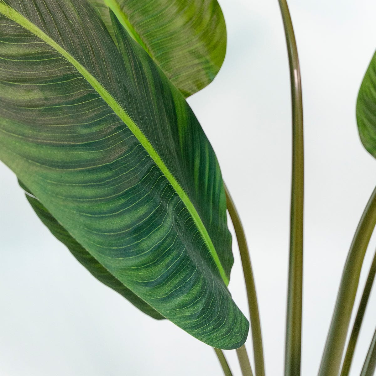 Kunst-Strelitzia