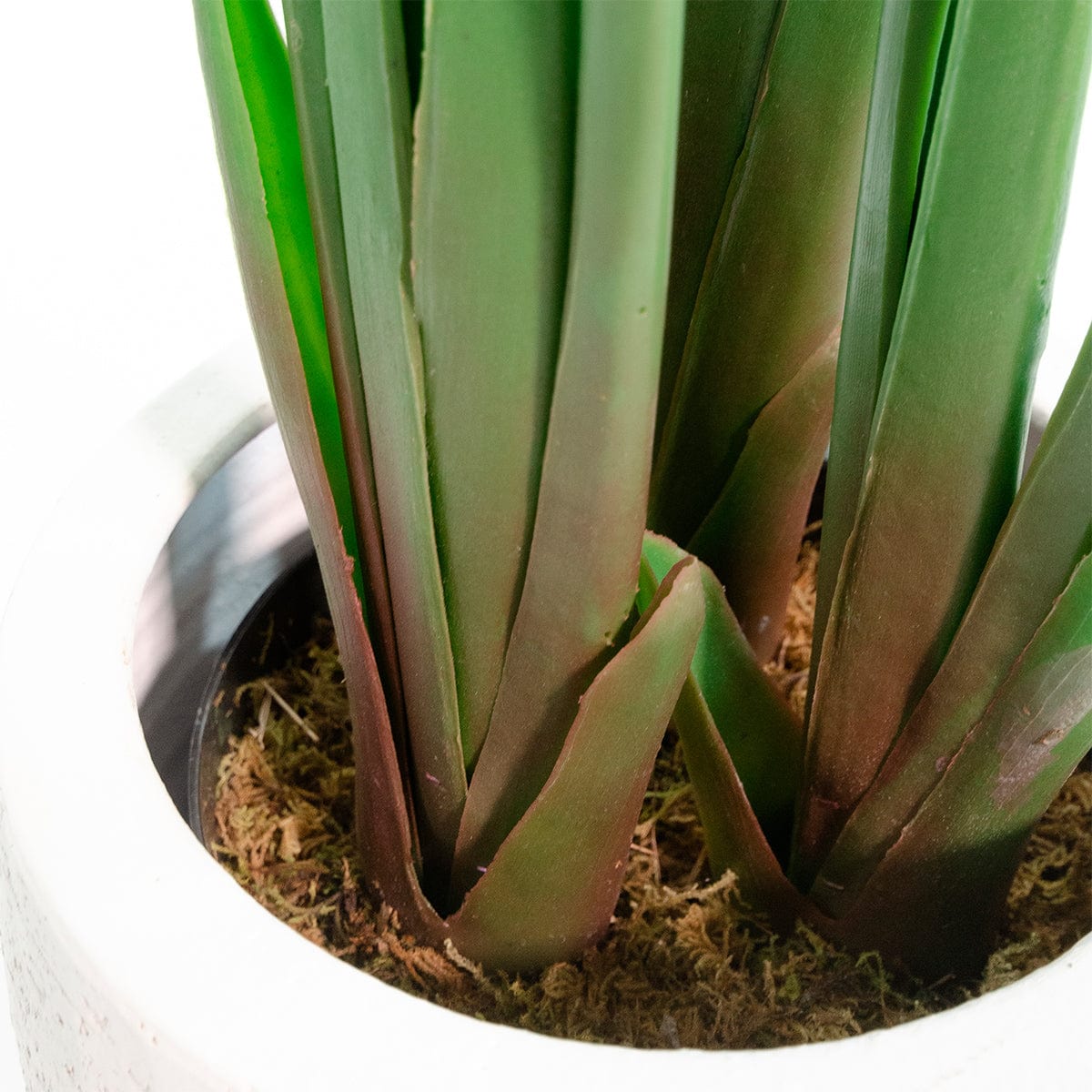 Kunst-Strelitzia