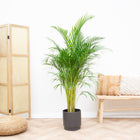 Areca Palm (Dypsis Lutescens) – 160 cm