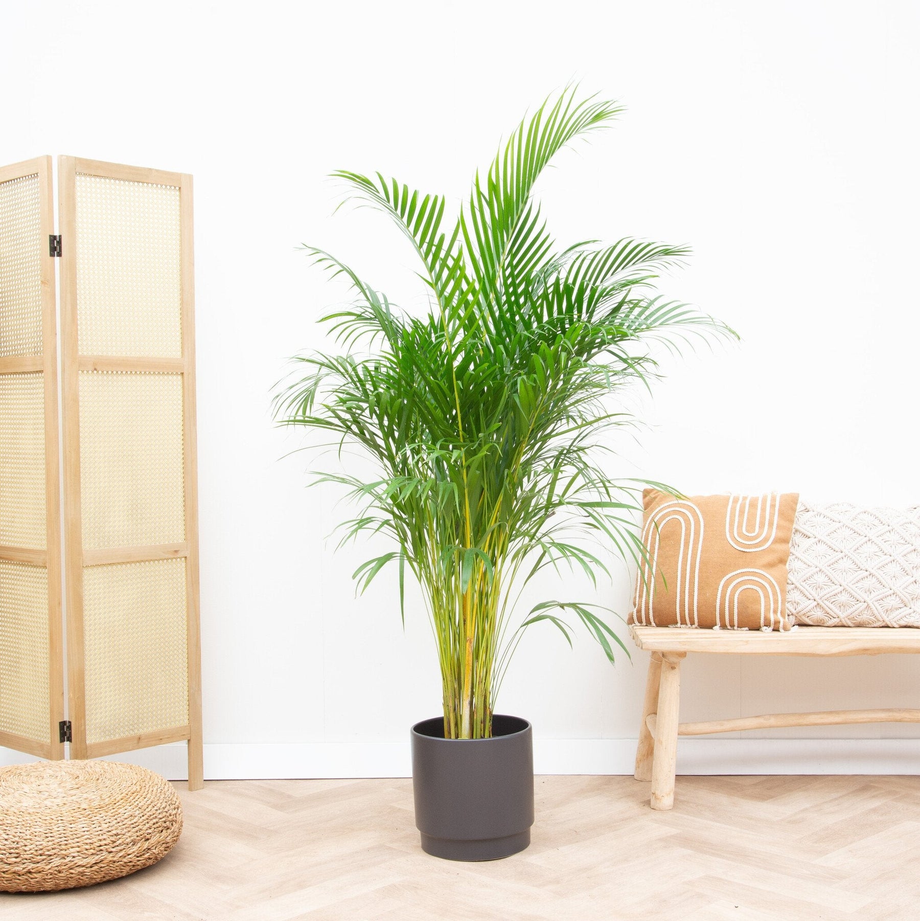 Areca Palm (Dypsis Lutescens) – 160 cm