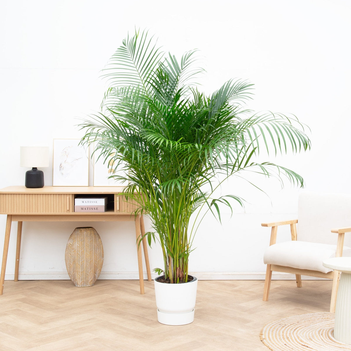Areca Palm (Dypsis Lutescens) – 140 cm