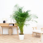 Areca Palm (Dypsis Lutescens) – 140 cm