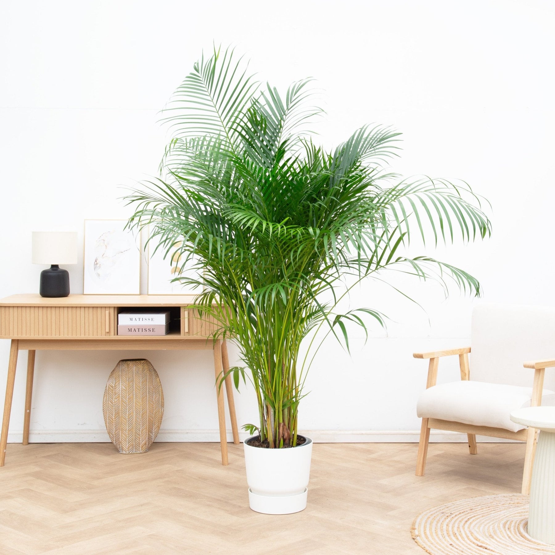Areca Palm (Dypsis Lutescens) – 140 cm