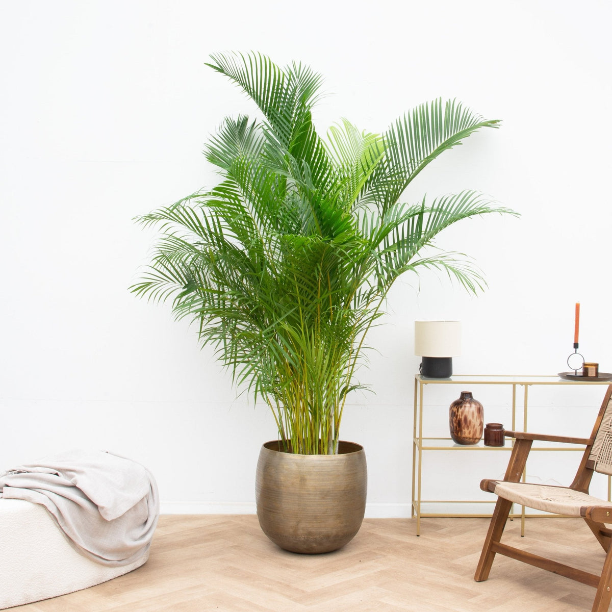 Areca Palm (Dypsis Lutescens) – 200 cm