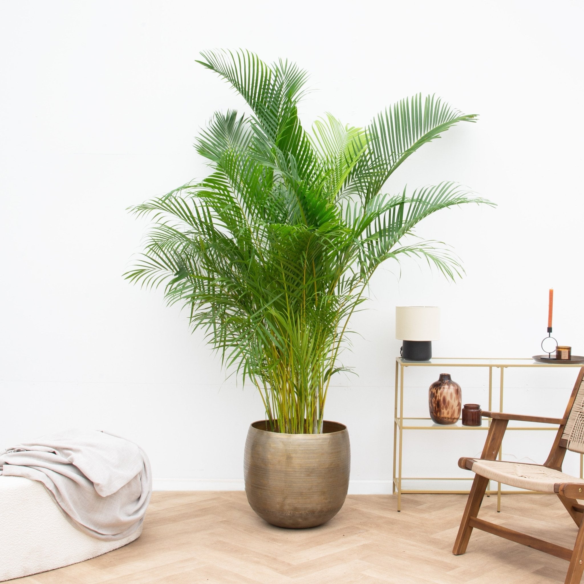 Areca Palm (Dypsis Lutescens) – 200 cm