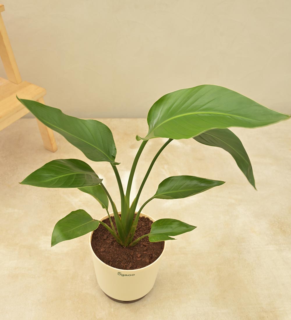 Paradijsvogelplant (Strelitzia Nicolai)