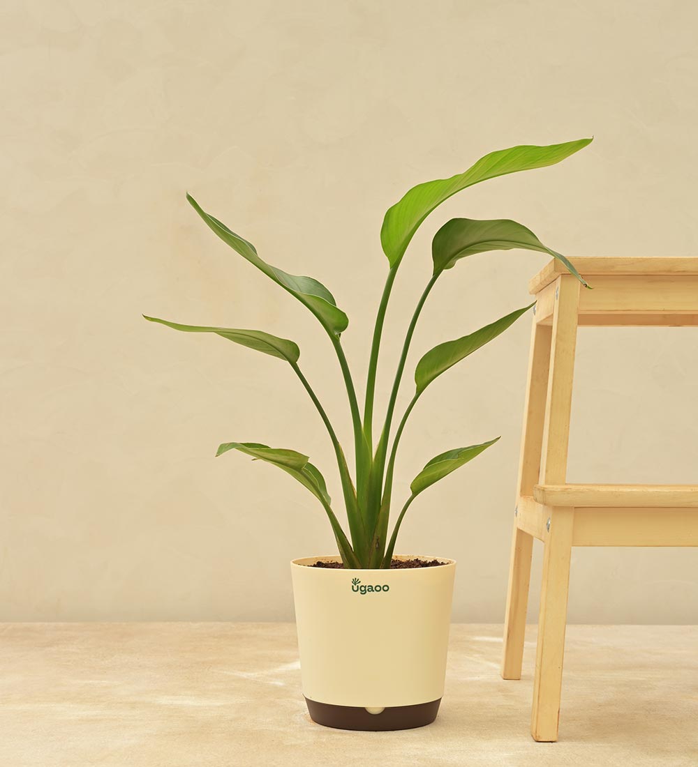 Paradijsvogelplant (Strelitzia Nicolai)