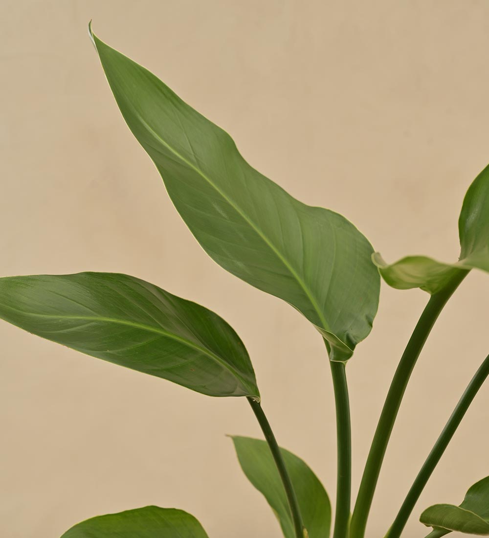 Paradijsvogelplant (Strelitzia Nicolai)