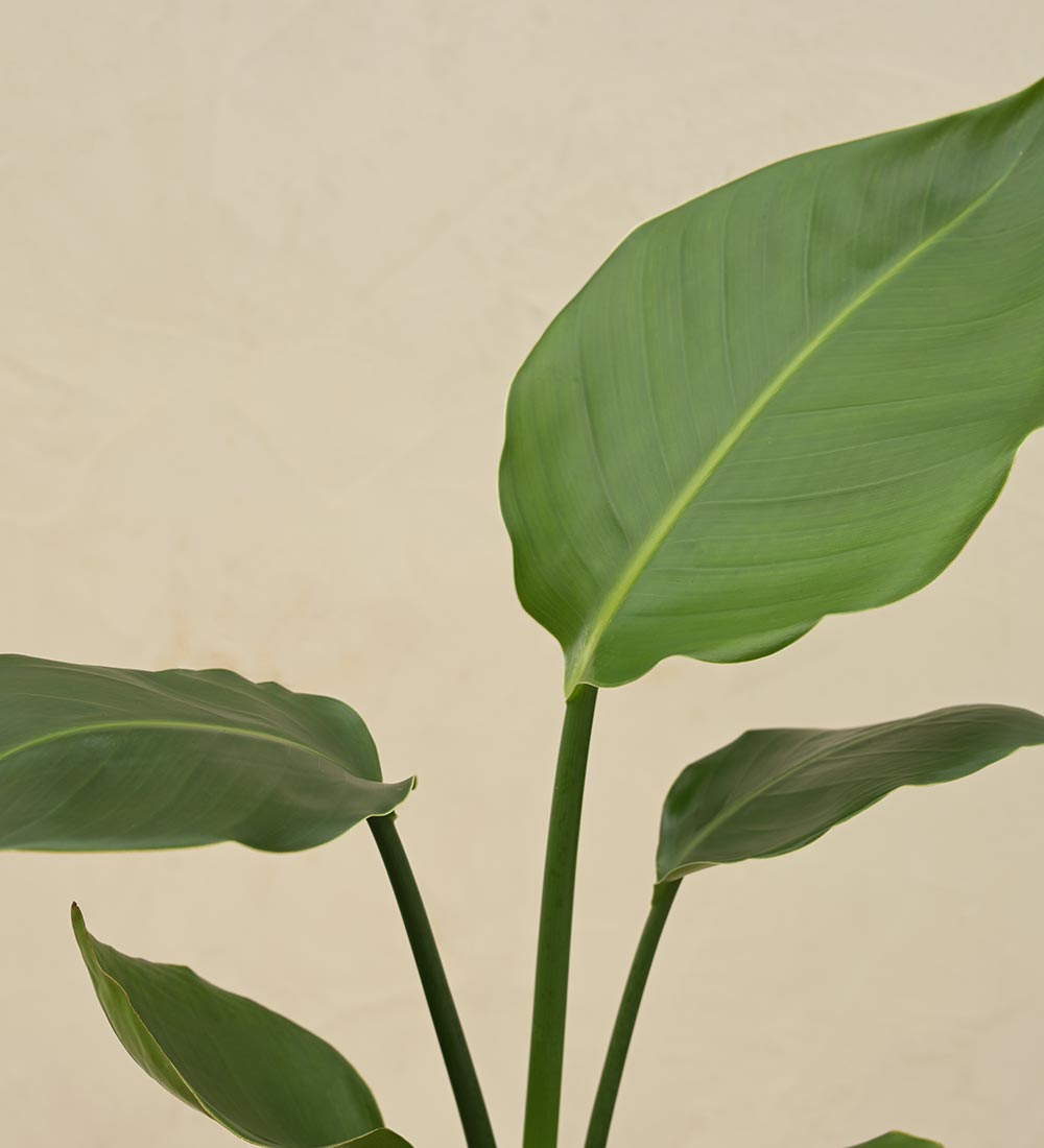 Paradijsvogelplant (Strelitzia Nicolai)