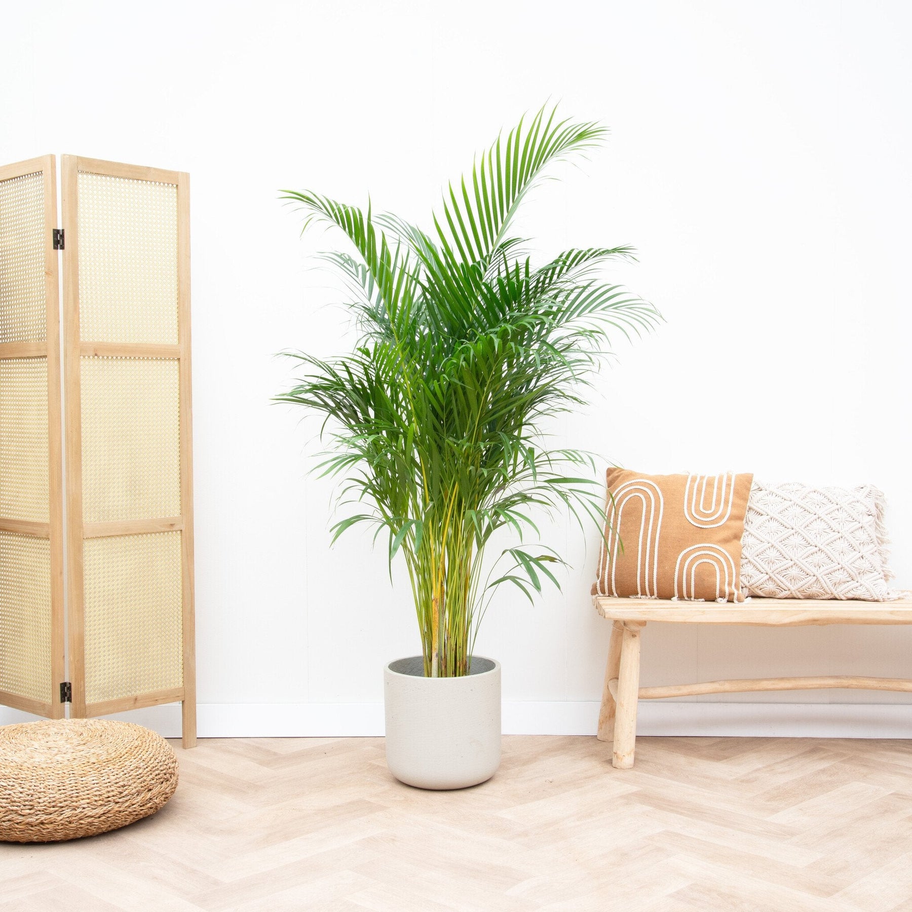 Areca Palm (Dypsis Lutescens) – 140 cm