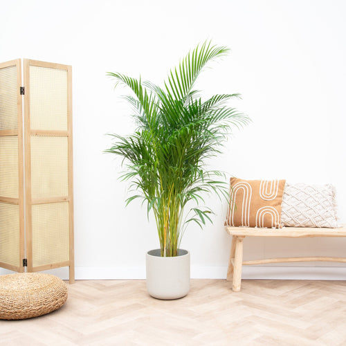 Areca Palm (Dypsis Lutescens) – 140 cm