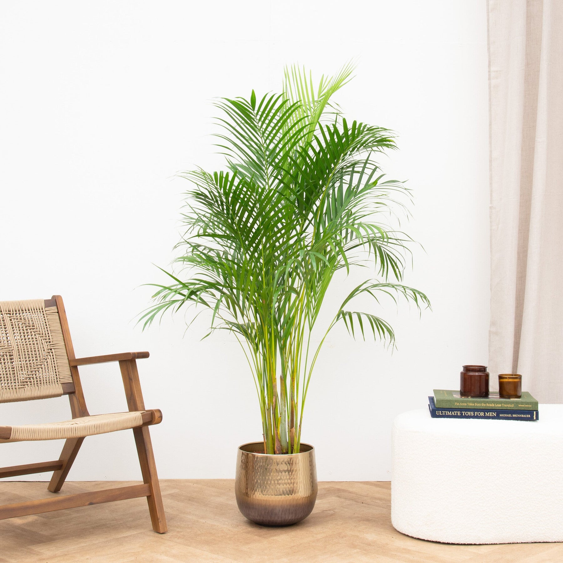Areca Palm (Dypsis Lutescens) – 140 cm
